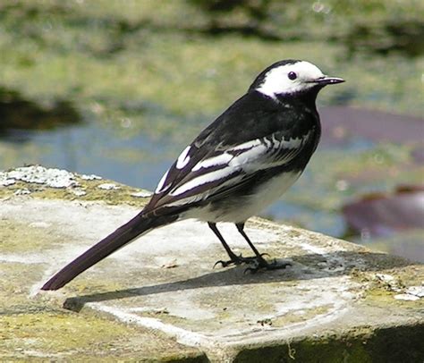 Thomas Hardy Wagtail And Baby