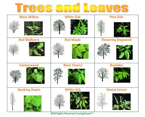 Challenges Charts Science Charts Trees And Leaves