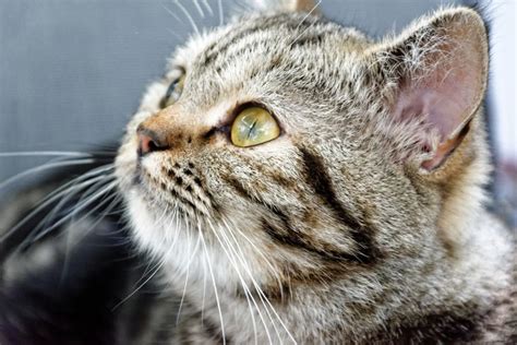 Cat Skin Rash Recognizing The Signs Canna Pet®