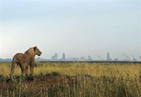 Lion Nairobi National Park Kenya Most Beautiful Picture