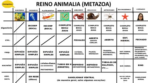 Tabela Zoologia Características Gerais Reino Animalia Biologia