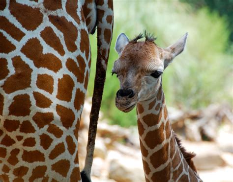 Baby Giraffe Takes Her First Steps Beasts Allowed