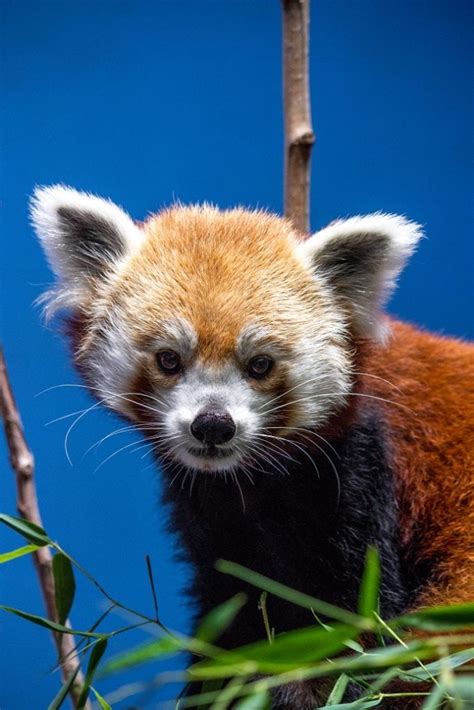 Birmingham Zoo Announces Red Panda Pregnancy Birmingham Zoo