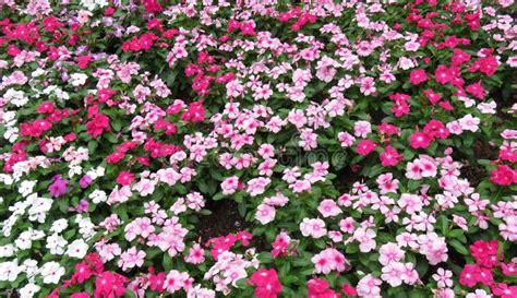 Pink Impatiens Flowers In The Garden Stock Photo Image Of Leaves