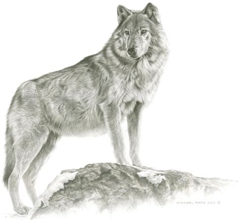 Maikan Grey Wolf