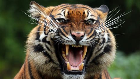 Only the best hd background pictures. Tiger Teeths, HD Animals, 4k Wallpapers, Images ...