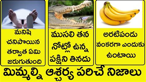 top 5 interesting facts in telugu unknown and amazing facts history qube youtube