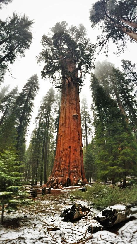 General Sherman Tree In Sequoia National Park 2