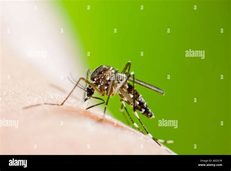 Adult Female Of The Asian Tiger Mosquito Aedes Albopictus Blood