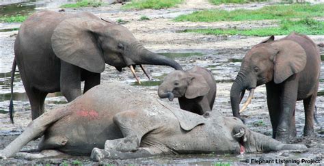 the long term effects of poaching on forest elephants