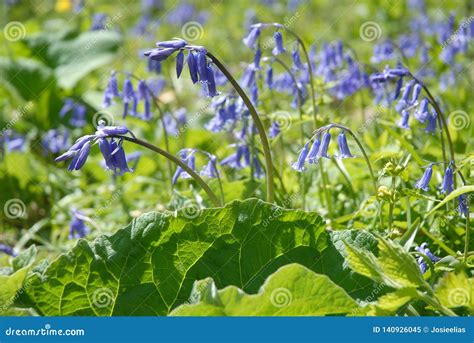 Bluebells Flowering In Early Spring Dorset Uk Stock Image Image Of