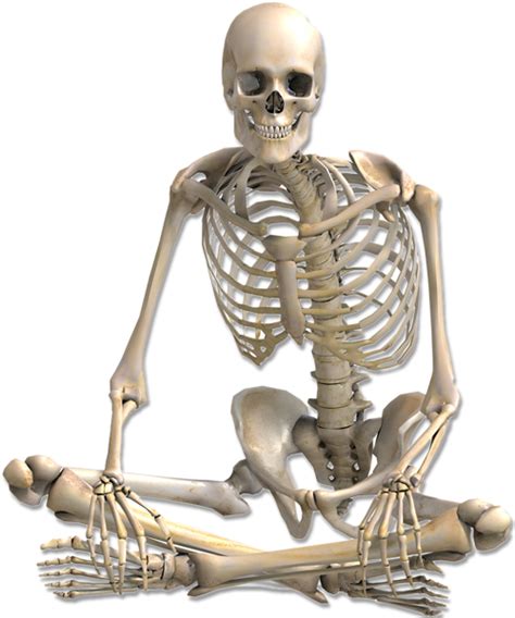 Skeleton Illustration Human Skeleton Anatomy Bone Human Body Skeleton