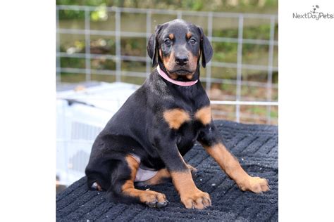 These doberman pinscher puppies located in florida come from different cities, including, spring hill, panama city, orlando,oviedo, orlando, miami, maimi, jacksonville, deltona, deleon springs, davie, cape canaveral. Pink: Doberman Pinscher puppy for sale near North Central ...