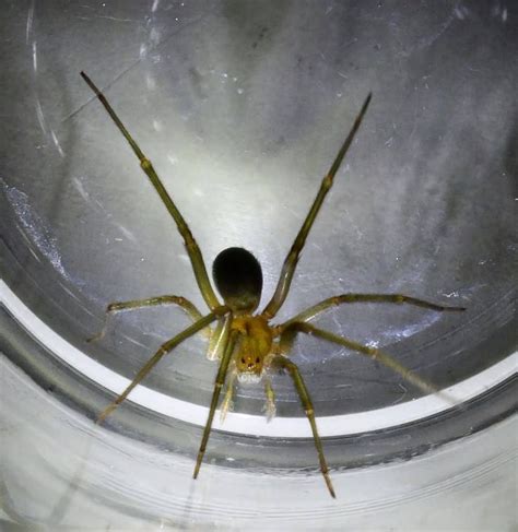 7 Most Venomous And Dangerous Spiders Allrefer