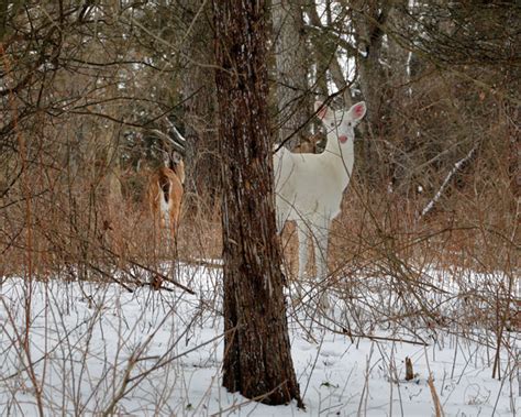 Albino Deer Facts And Information Everything To Know World Deer