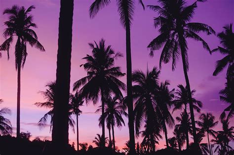 Summer Silhouetted Palm Trees Pattern During Beautiful Purple Sunset