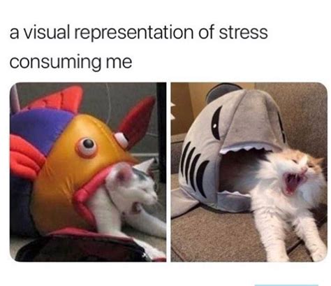 Cat Meme Stressed Out Memes Funny Af Memes Stressed Meme