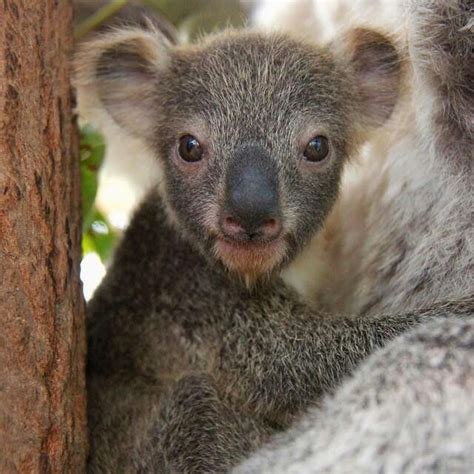Baby Koala Super Cute Animals Baby Koala Newborn Animals