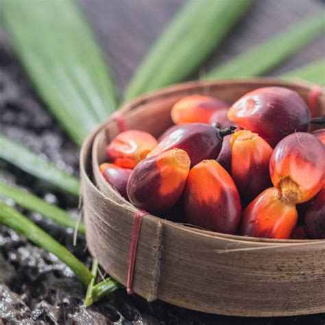 Promotes market expansion of malaysian palm. MPOC - Malaysian Palm Oil Council