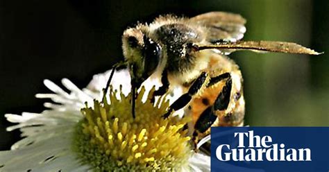 Garden Centres Weed Out Insecticides To Help Save Bees Environment The Guardian