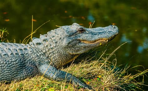 Download Amphibian Reptile Animal Alligator Hd Wallpaper