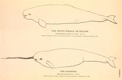 7 Fascinating Facts About Narwhals Narwhal Whale Beluga