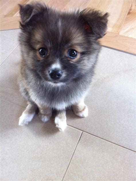 This small dog is both alert and intelligent and looks sweet, thanks to the dog breeds. Pomchi Dog Breed » Pomeranian Chihuahua Mix