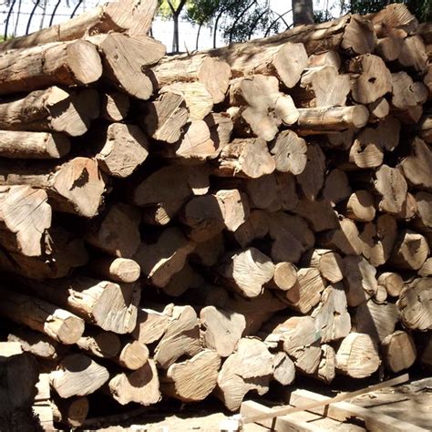 Round Non Polished Sudan Teak Logs For Making Furniture Pattern Plain At Best Price In
