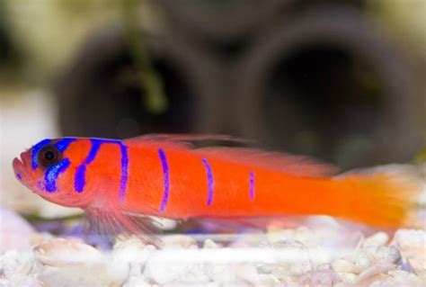 Catalina Goby Lythrypnus Dalli Saltwater Fish For Sale
