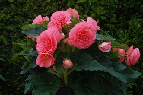 Begonias And How To Care For Them Hgtv