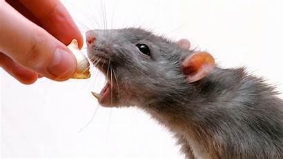 Rat Rats Eat Pet Wallpapers Pets Backgrounds