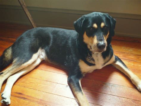 A Black And Brown Dog Laying On Top Of A Wooden Floor