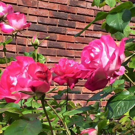Rosa Loving Memory Hybrid Tea Rose Loving Memory In Gardentags