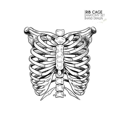 Rib Cage Anatomy Art Rib Cage Ribcage Thorax Human Anatomy Bones With Butterflies Art Board