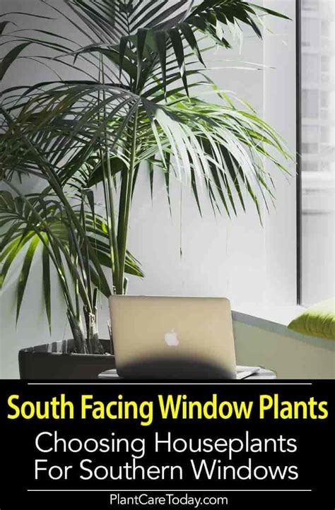 Vegetables that do well in these conditions, with three to four hours of sun, include rocket, lettuce, mint, oregano and chives. South Facing Window Plants: Best Plants For South Facing ...