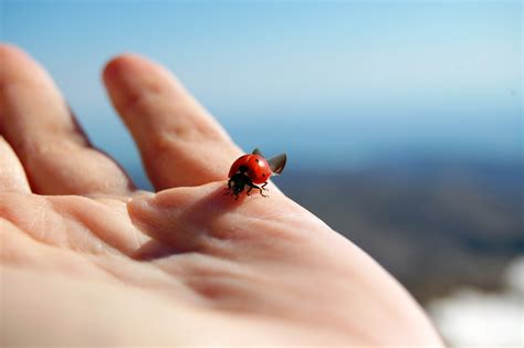 Images Gratuites Main La Photographie Jambe Doigt Rouge Insecte