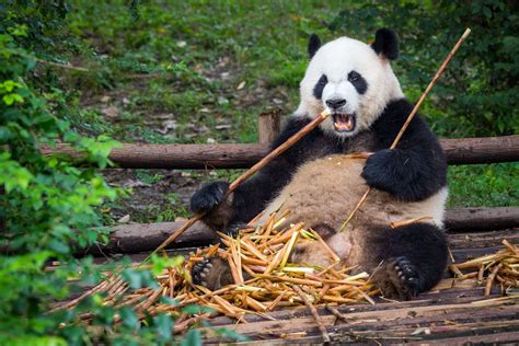 Giant Panda Giant Panda No Longer Endangered Stories Wwf Dàxióngmāo