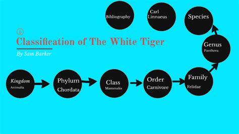Classification Of The White Tiger By Sam Barker