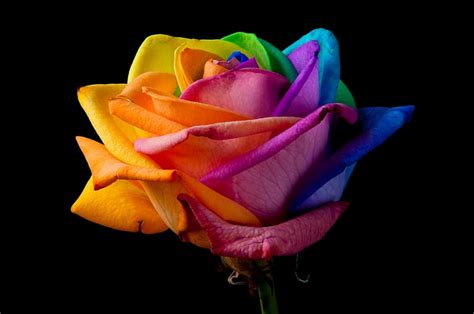 1920x1080px 1080p Free Download Rainbow Colorful Rose Colors