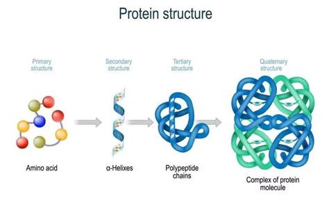 Protein primary structure is the linear sequence of amino acids in a peptide or protein. Primary, Secondary, Tertiary and Quaternary structure of ...