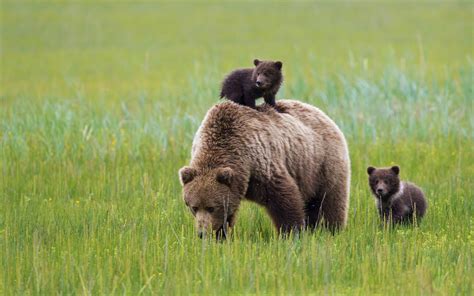 Mother Bear With Her Cubs Fond Décran Hd Arrière Plan 2048x1280