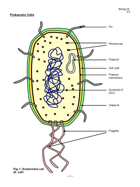 Structure Of A Prokaryote