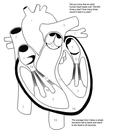 Anatomy Labeled Heart Diagram Quizlet