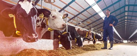 Nedap Cowcontrol Lernen Sie Ihre K He Kennen Nedap Livestock Management