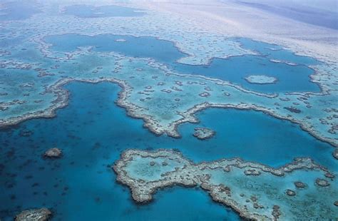 La Gran Barrera De Coral Ha Sobrevivido A Cinco Cambios Ambientales