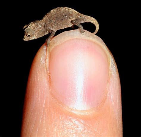 Four New Species Of Tiny Chameleons Are Found In Madagascar The New