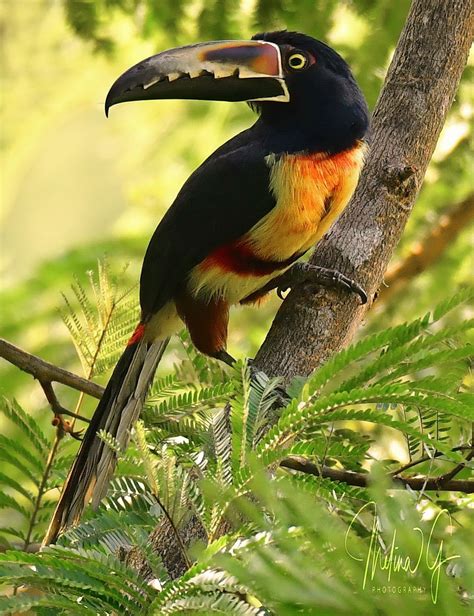 A Collared Aracari In Costa Rica Beautiful Birds Animals