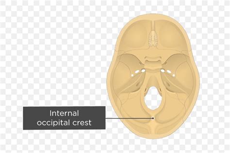 Occipital Bone Internal Occipital Protuberance Internal Occipital Crest