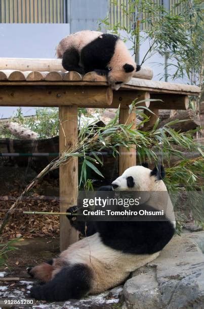 Visitors Flock As Giant Panda Cub Xiang Xiang Goes Open To General