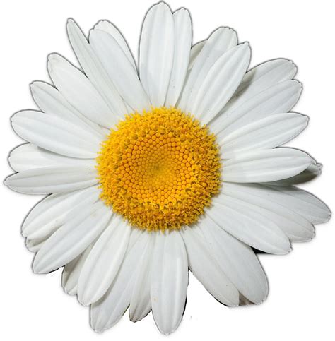 Common Daisy Art Clip Art Transparent Background Daisy Flower Png